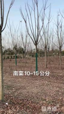 10公分栾树