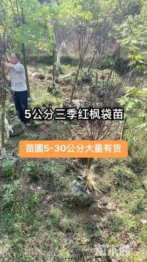 5公分日本红枫