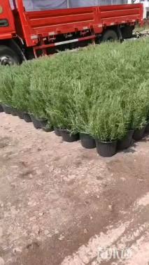 高度20厘米迷迭香