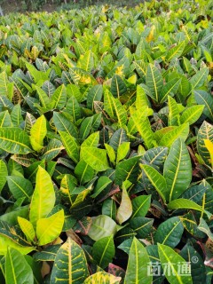 高度20厘米彩霞变叶木