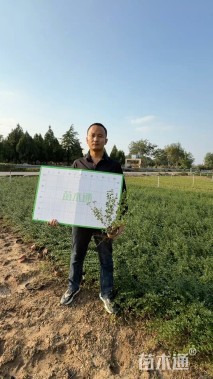 高度50厘米迎春花