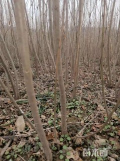 150厘米乌桕小苗