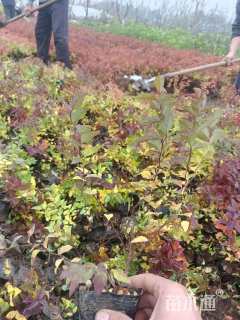 高度28厘米金焰绣线菊