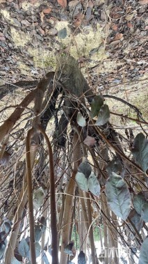 高度400厘米桃形李