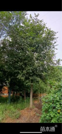 20公分朴树