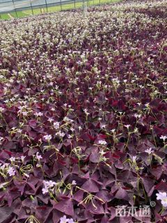 高度20厘米紫叶酢浆草