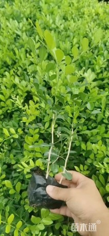 高度20厘米七里香