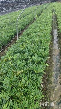 高度30厘米十大功劳