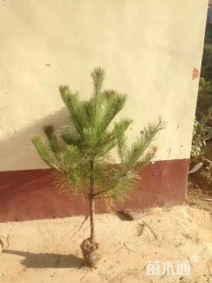 高度100厘米油松