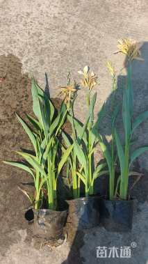 高度40厘米水生鸢尾
