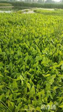 高度35厘米燕尾草