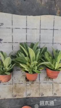 高度15厘米毛水苏