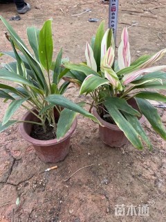 高度25厘米梦幻朱蕉