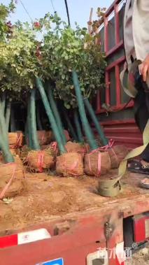 高度120厘米月季