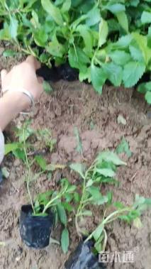 高度18厘米柳叶马鞭草