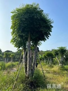 50公分幌伞枫