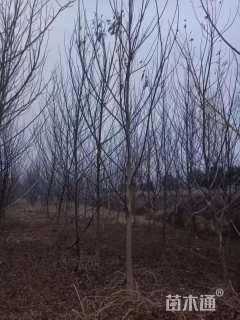 10公分枫杨