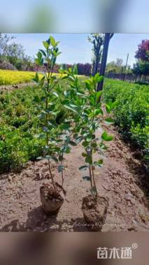 高度30厘米大叶黄杨