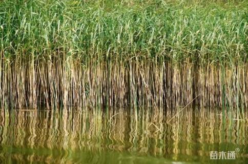 高度70厘米芦苇