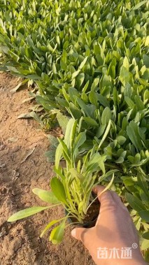 高度15厘米宿根天人菊