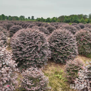 冠幅100厘米红花继木球