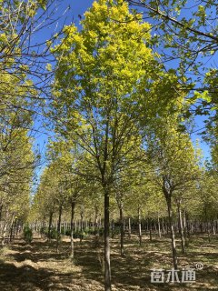 12公分金叶白蜡