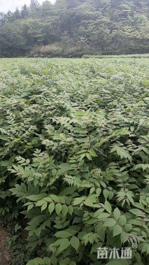 高度180厘米柏木