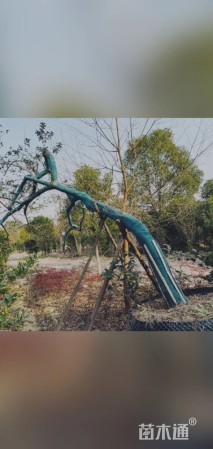 22公分红果冬青