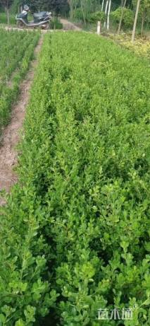 高度25厘米瓜子黄杨