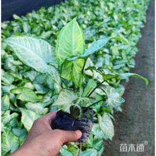 高度25厘米合果芋