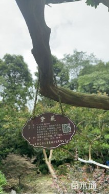 高度600厘米丛生紫薇