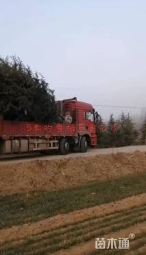 高度500厘米雪松