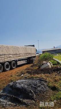 高度20厘米杜鹃