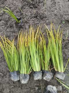 高度30厘米金叶菖蒲