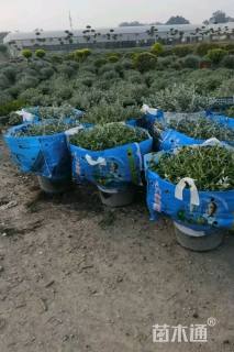 高度20厘米水果兰球