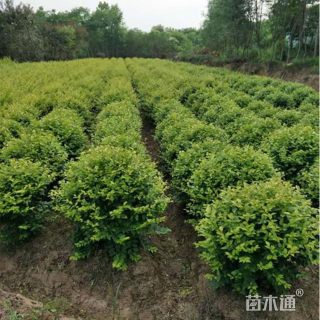 冠幅70厘米小叶黄杨球