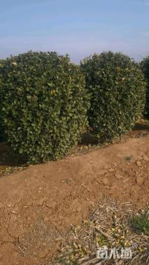 冠幅220厘米大叶黄杨球