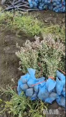 高度30厘米紫叶小檗