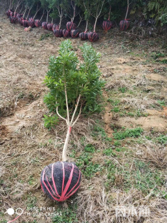 高度50厘米杨梅小苗