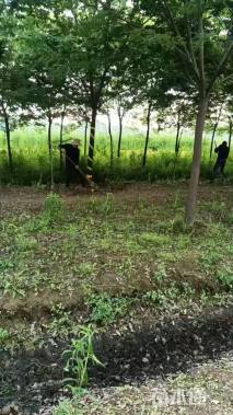 12公分榉树