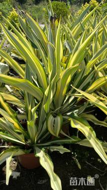 高度35厘米万年麻