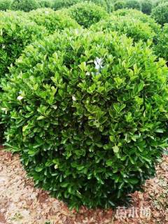 冠幅150厘米大叶黄杨球