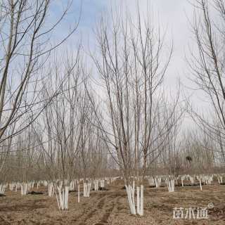 高度1000厘米丛生白蜡