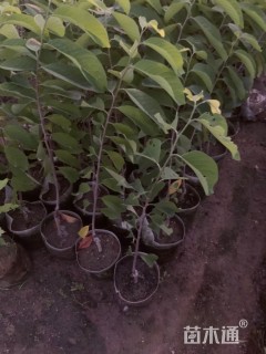 高度130厘米灌木