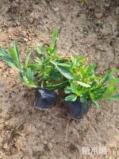 高度10厘米马鞭草