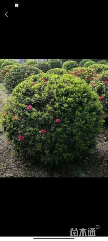 冠幅100厘米杜鹃球