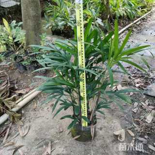 裸干高50厘米大叶棕竹