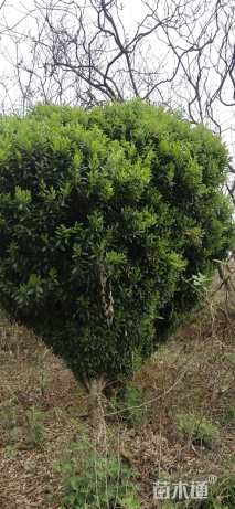 高度200厘米小叶黄杨