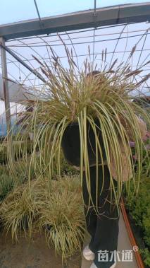 高度30厘米金叶苔草