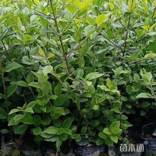 高度50厘米小叶女贞